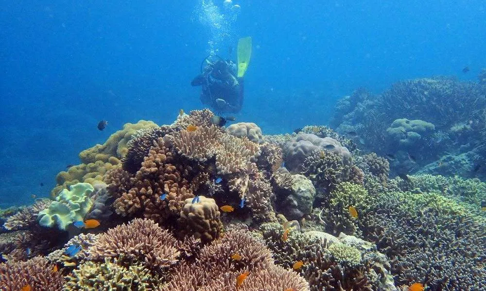 cebu